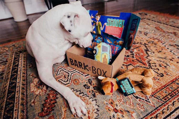 A BarkBox subscription is the perfect way to treat your dog to unique toys and treats every month.