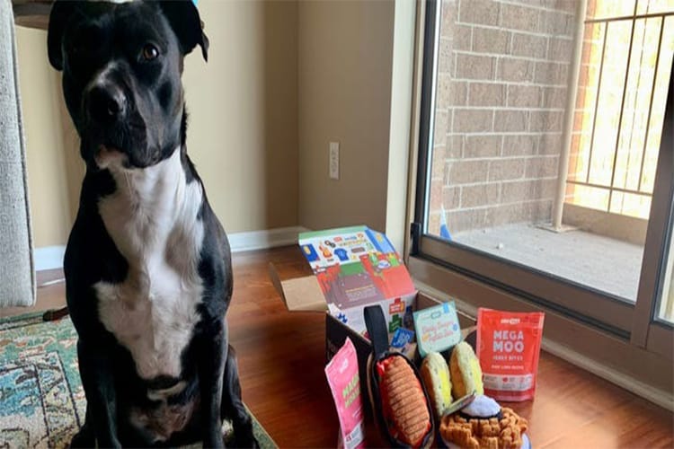 Barkbox: Revolutionary Pet Care with Innovation and Love