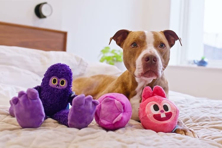 Inside BarkBox: The Subscription Box That Redefines Pet Joy