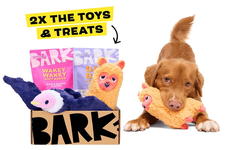 Inside BarkBox: The Subscription Box That Redefines Pet Joy