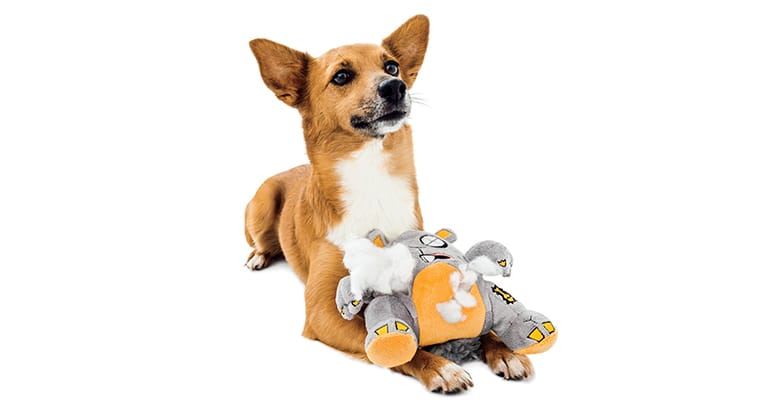 Barkox: The Future of Pet Care