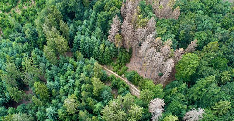 Fast Growing trees From Bare Soil to Beautiful in Record Time