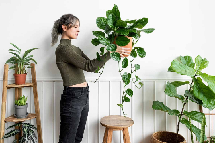 Best Indoor Plants That Are Hard to Kill — Honest Guide for Beginners