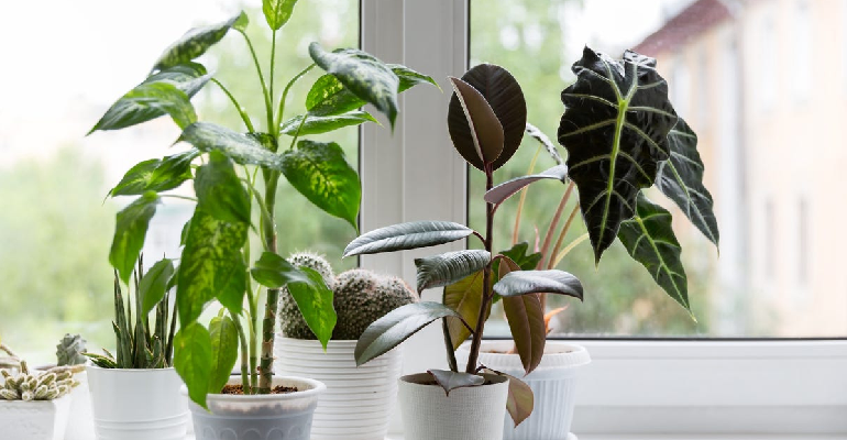 Indoor Plants For Beginners — Plants That Actually Survive Real Life